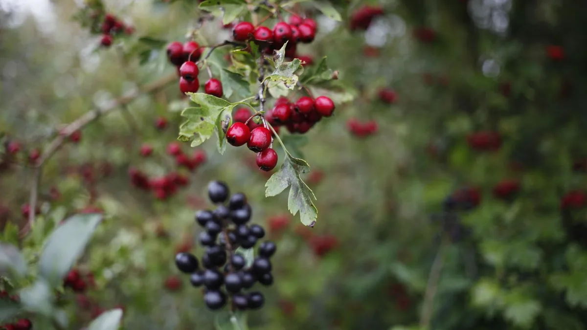 Close-up of vibrant red and black berries against a lush forest backdrop, showcasing nature's beauty.