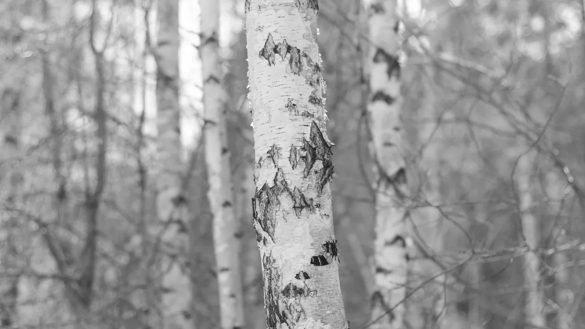 A serene black and white photo of birch trees in a spring forest, capturing nature's tranquility.